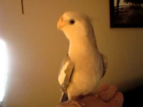 8 week old cockatiel
