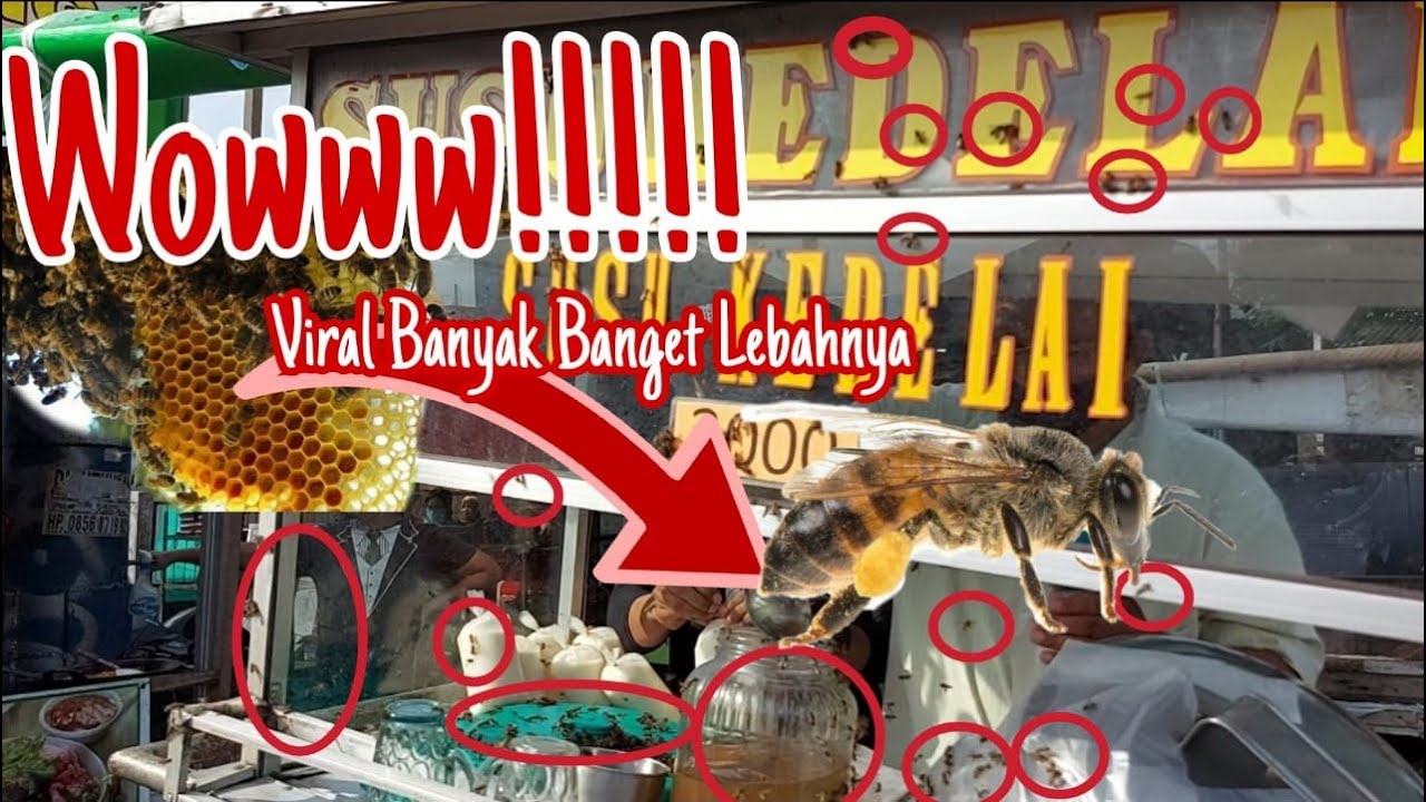 Susu Kedelai Viral Dikeroyok Lebah di Jombang