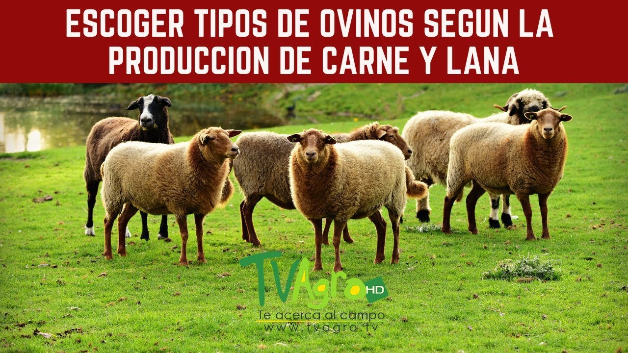 claramente Jadeo Delincuente Escoger tipos de ovinos según la producción de carne y lana - TvAgro por  Juan Gonzalo Angel - YouTube