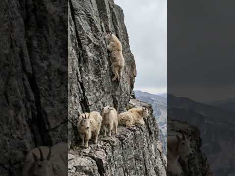 How Mountain Goats Master the Art of Climbing 🐐 thumbnail