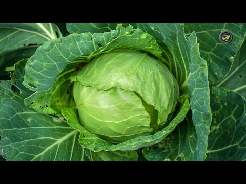 Video: Danish Ballhead Cabbage Care – Taani kerakapsa seemnete istutamine