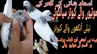 Sialkoti Motiyon walay kabootar || Pure sialkoti pigeons || PigeonsRoy