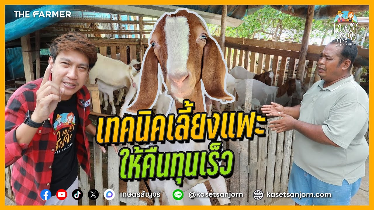 เลี้ยงแพะ ยังไงให้คืนทุนไว พร้อมเคล็ดลับการดูแลจัดการฟาร์ม | เกษตรสัญจร