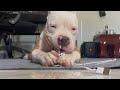 Dog Tries to Eat a Charging Cable What Happens Next Is Crazy #pitbull #dog #pets #cute #funnydog