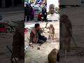 Monkey cut off the mans hand viral viralsubscribe comedy