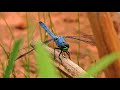 4K Dragonflies, Beautiful Butterflies, Bees and Birds - Relaxing transition from day to night  P1000