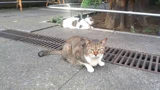 ただ寝てただけの地域猫ちゃんズ、少し動き出す。