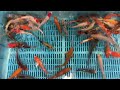6-7" Standard Grade Koi from Blue Ridge Koi
