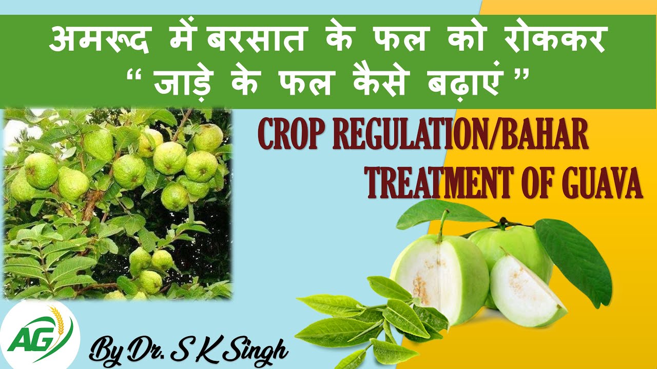 *Crop Regulation/Bahar Treatment of Guava* - YouTube
