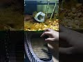 Old Macdonald Had A Farm - Traditional | Lyre Harp Cover