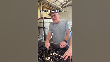 Inside the Sorting Table: Insights on the 2025 Martinborough Vintage