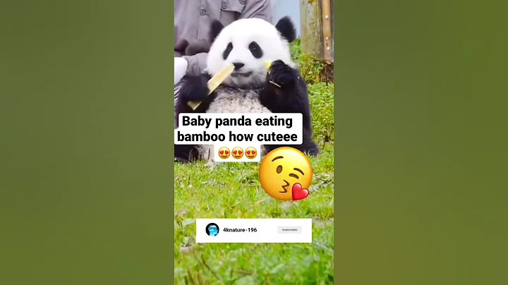 Baby panda eating bamboo #shorts #shortsfeed #panda #eating #bamboo - DayDayNews