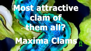 Most desirable clam of them all? - All about Maxima Clams with Biota Aquariums