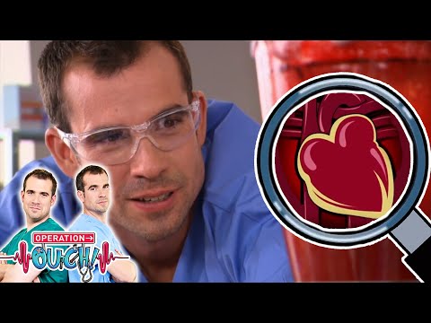 Bombeando sangre con el corazón | Operation Ouch en Español