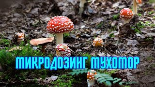 Микродозинг мухомор