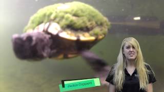 Animal Lab Episode Florida Cooter