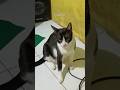 #cat #lifeisbutadream #fypシ゚viral