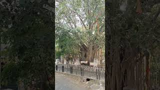 Living roots. ancient wisdom. Hanging roots. Grounded soul. Banyan tree.