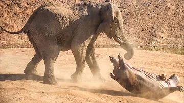 ¿Quién ganaría en una pelea el elefante o el hipopótamo?