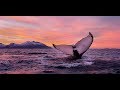 ПОДВОДНЫЙ МИР НОРВЕГИИ.Wild Fishing Norway.Фильм Андрея Щукина