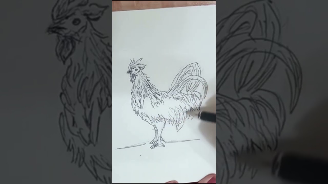 Chinese Zodiac Rooster #rooster #drawing #short #reel #chinese #zodiac #animals