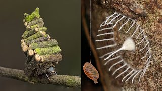 12 INSANE Nests Built By Insects