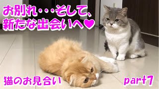 【猫のお見合い】レッドちゃんとの再会と別れ。新たなパートナーは純血マンチカン～ちくわ恋物語Part7～ by チクchannel 2,903 views 1 year ago 3 minutes, 51 seconds