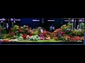 100akwarium 375l z chihiros vivid 2 marcina comara