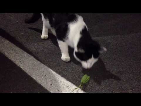 Cat vs Ninja Mantis