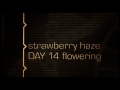 Arjan's Strawberry Haze - Green House Grow Sessions