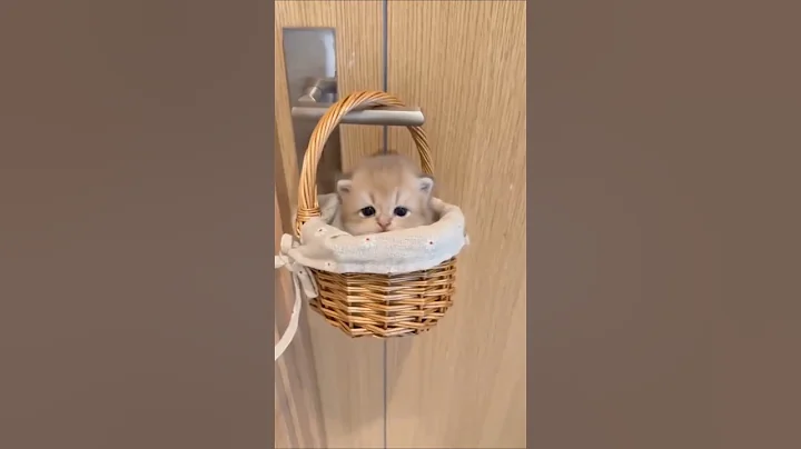 Watch the video about Adorable cats captions#catlover#cat#cuteanimals#cutecats#cutepets#fyp#shorts