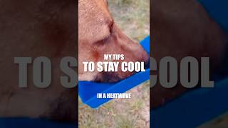 Barry the dogs tips to stay cool in a heatwave! #heatrelief #heatwave #cooling