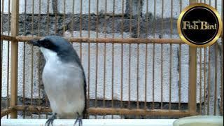 suara asli jingjing petulak | @fishandbird4910
