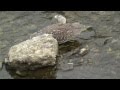 野鳥：ゴイサギ（幼鳥＝ホシゴイ）／Ｋ川 の動画、YouTube動画。