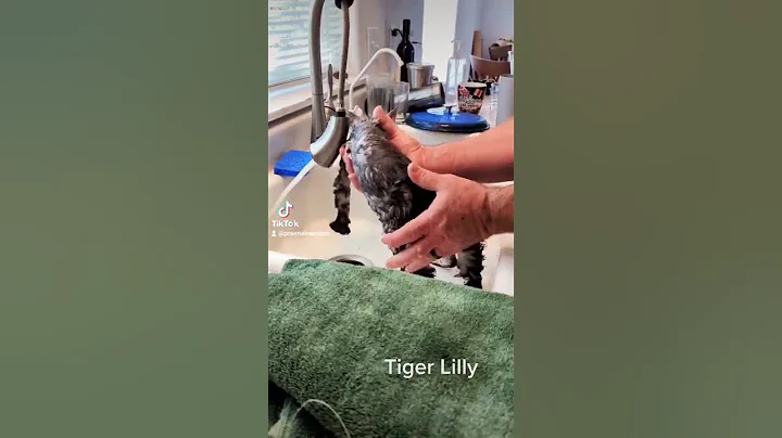 Video 3055951: coon mainecoon kitten cat, mains coon cat mainecoon, mainecoon cat kitten pets, maine coon cat bath, adorable maine coon kitten, tiger bath, kitten first bath, kitten adoption