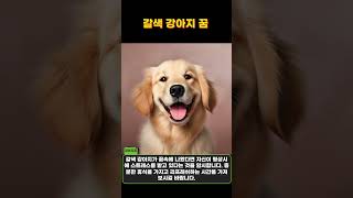 오늘 꿈에 귀여운 강아지 나오게 해주세요 #꿈해몽 #오늘꿈