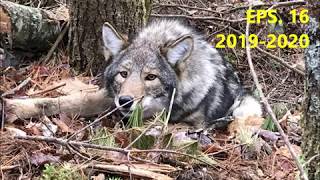 TRAPPING FEVER EPS 16  2019 2020