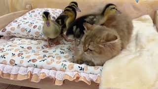 The little duck likes to find the kitten to sleep with him