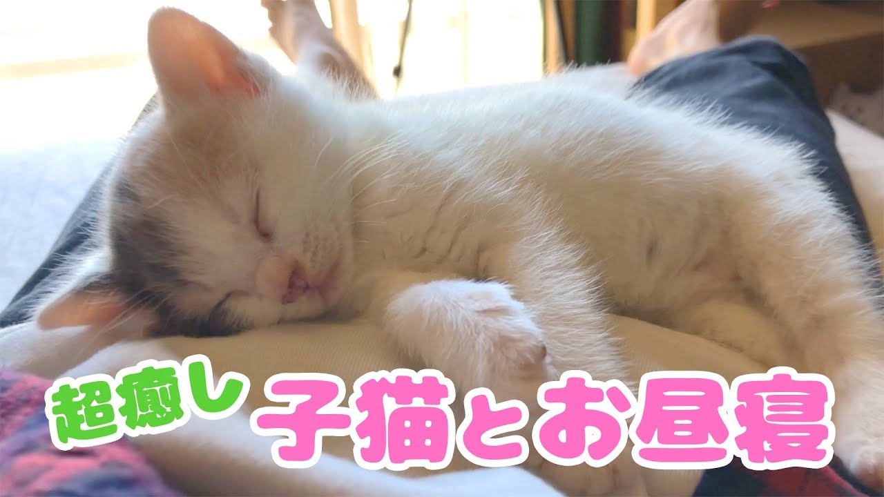 疲れた心に最強の特効薬 かわいい子猫の寝顔がたまらない ねこのきもちnews Line News