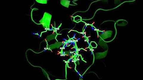 Pochapsky Lab: Detection of substrate-dependent conformational...(Video 3)