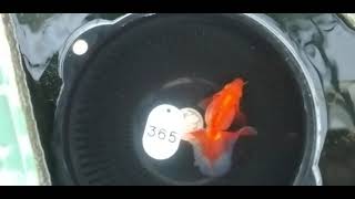 20211004 #365 弐歳魚 素赤 8.5cm