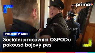 Sociln Pracovnice Byla Pi Vkonu Pravomoci Napaden Psem  Policie V Akci