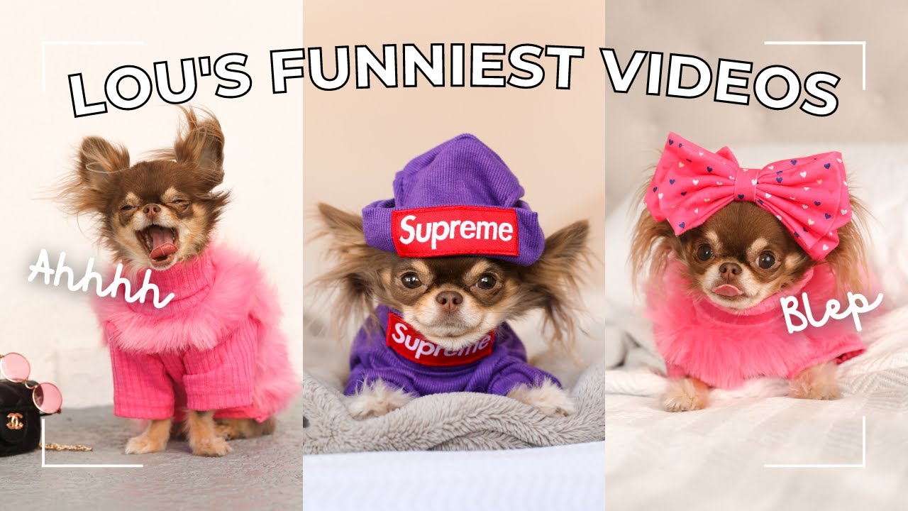 Lou's FUNNIEST Videos Part 2 🤣 (Hilarious)