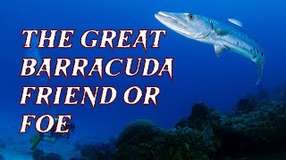 Ferocious barracuda devouring its prey