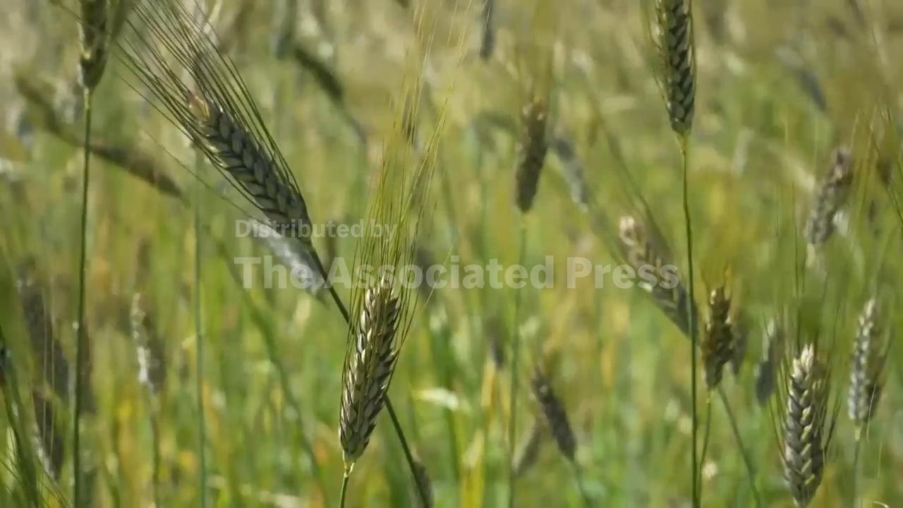Heritage Crop Preservation and Agricultural Biodiversity