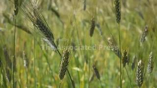 The Georgian farmers returning to ancient grains screenshot 2