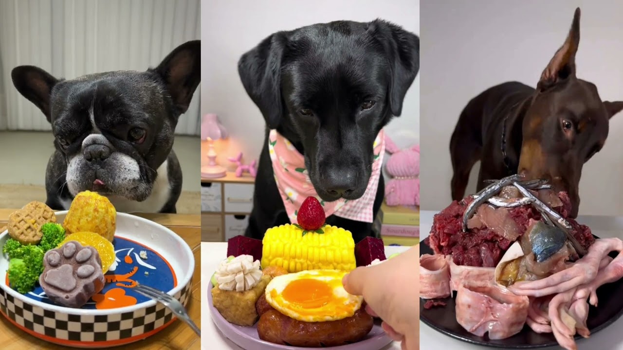 3 Dogs Eating ASMR food challenge choose your favorite dog puppy