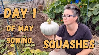 Sowing And Growing Squashes Guide For Beginners Day 1 Of May Sowings.