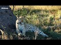 Safarilive sunset  08 may 2024