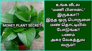 இந்த ஒரு பொருளை மணி பிளான்ட் இருக்கும் மண் தொட்டியில் புதைத்து வையுங்க!!செல்வ செழிப்பை உணரலாம்!!